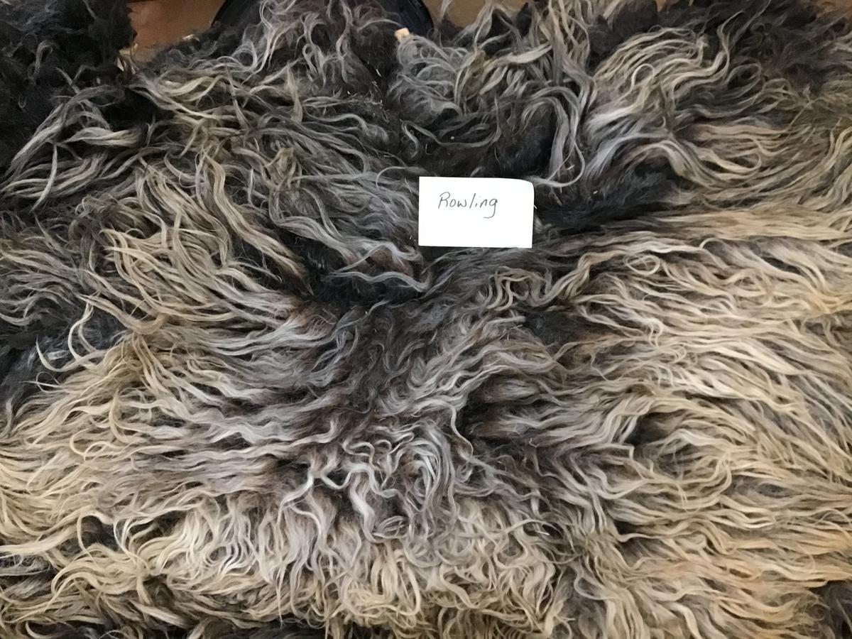 Shearing Day 
