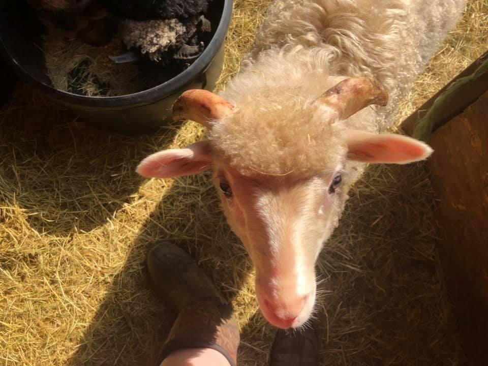 Ram Lamb Update 
