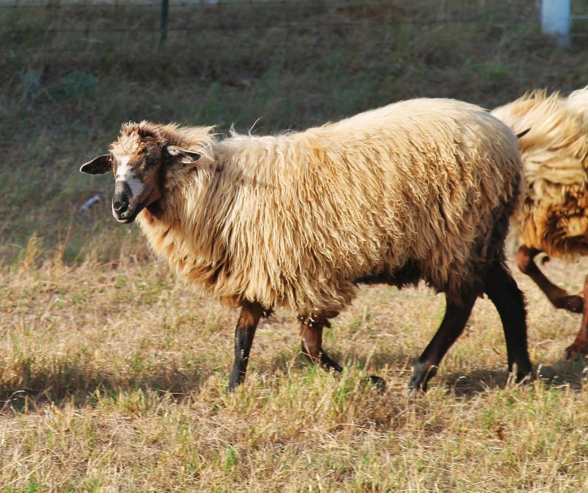 Lambs of 2022