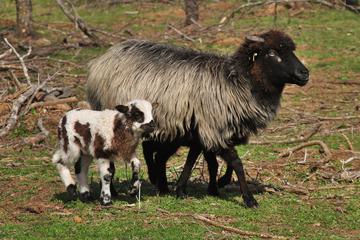 Navajo-Churro Sheep